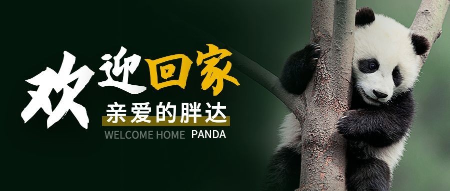 热点大熊猫丫丫回国公众号首图公众号套装预览效果