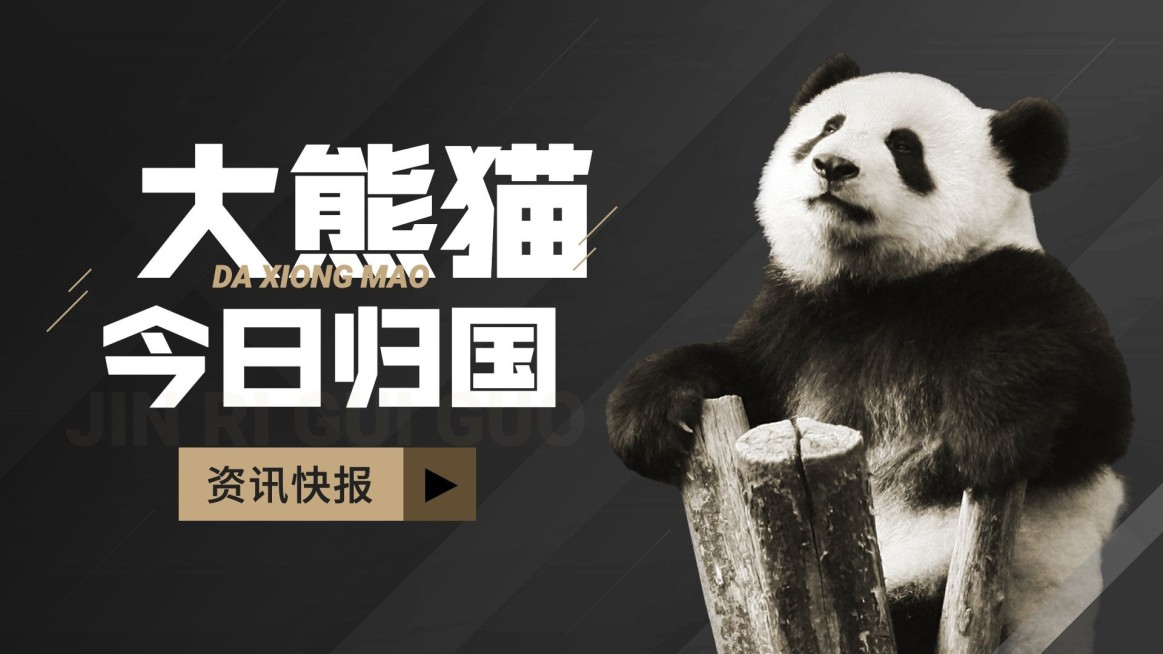 热点大熊猫丫丫回国横版视频封面预览效果