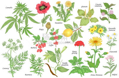健康保健,植物群,咖啡,背景分离,药,香料,营养品,食品,香草兰,山金车属