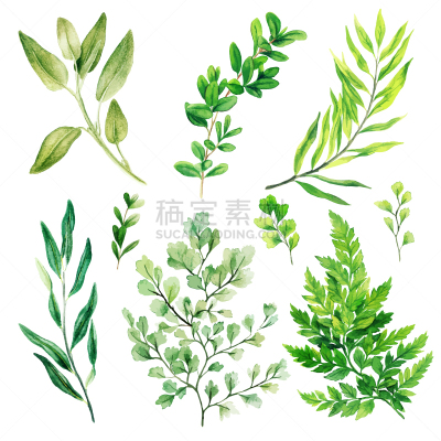 蕨类,野生植物,叶子,水彩画,枝繁叶茂,色彩鲜艳,可爱的,水彩画颜料,自然界的状态,背景分离