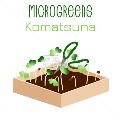 microgreens komatsuna sprouts in a bowl sprouting