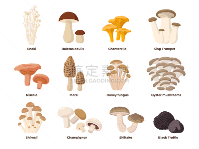 食用菌,平坦的,巨大的,农业,Porcini Mushroom,食品,金针菇,成分,姬菇,布置