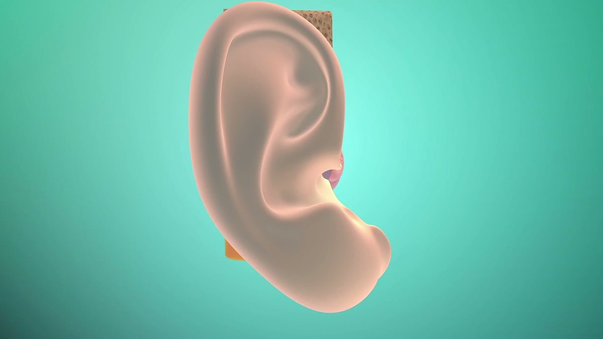 3D。内耳或内耳 。超高清。