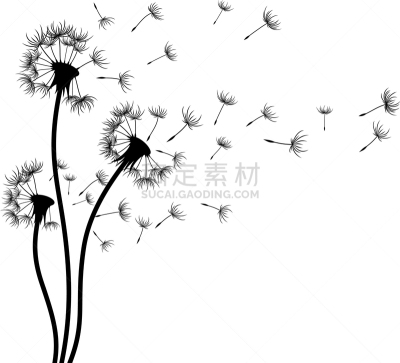 田地,蒲公英,蒲公英种子,矢量,植物,图像,花朵,植物群,种子,花