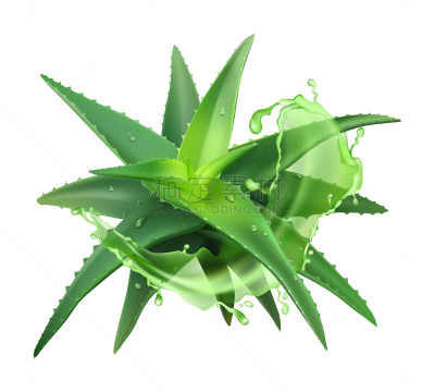 绿色,皮肤,电子元件,植物,果汁,矢量,绘画插图,芦荟,美容院,溅