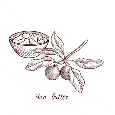 drawing shea butter