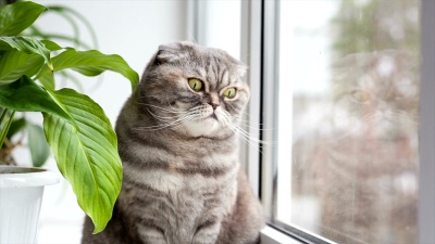 猫坐在窗台上看窗外。