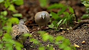 在森林中以种子为食的鸟类Turtule鸽子