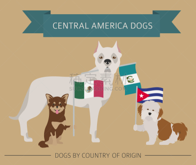 狗,拉丁文,非都市风光,美国狗,肖像,牧羊犬,Havanese,墨西哥,拉美人和西班牙裔人,小狗