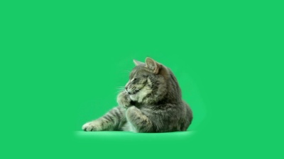 猫正在吃东西