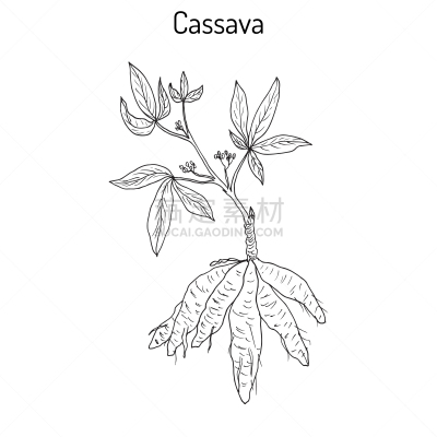 植物群,木薯,叶子,根茎类蔬菜,农业,蔬菜,清新,食品,维生素,成分