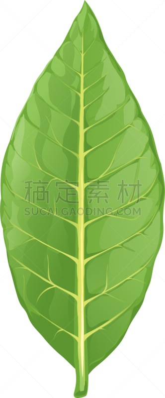 分离着色,烟草,农业,白色,健康保健,草本,垂直画幅,图像,花烟草,植物群