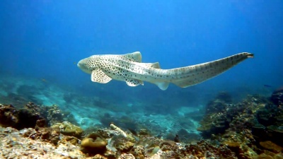 濒危物种斑马豹鲨鱼(Stegostoma Fasciatum)游泳