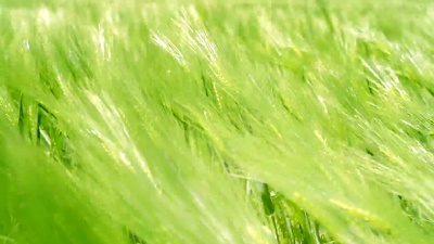 由夏季风背景 移动的绿草场波