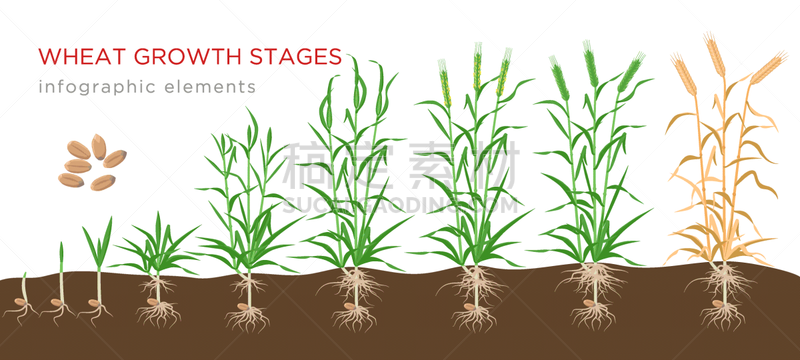 熟的,植物,绘画插图,信息图表,白色背景,小麦,种子,矢量,生长,发展