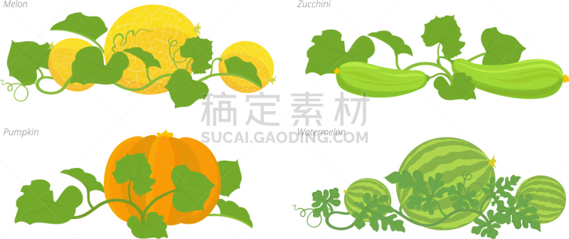 植物群,南瓜,瓜,生物学,农业,蔬菜,胡瓜,食品,葫芦,布置