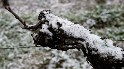白雪覆盖的葡萄园波尔多葡萄园