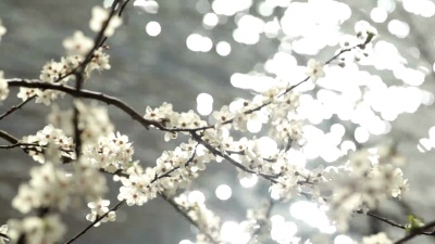 白梅花