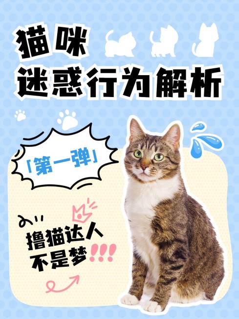 宠物猫咪知识科普小红书套装小红书封面预览效果