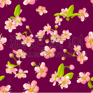 粉色,花朵,樱桃,樱之花,自然,季节,图像,壁纸,花瓣,叶子