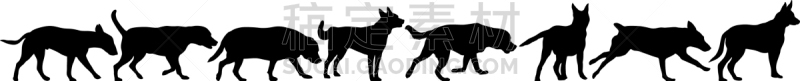 狗,白色背景,纯种犬,梗犬,动物,斯班尼犬,剪影,布置,坐,训练