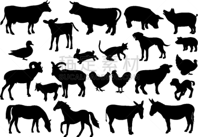 牲畜,宠物,自然,图像,猫,狗,猪,骡子,牛,收集