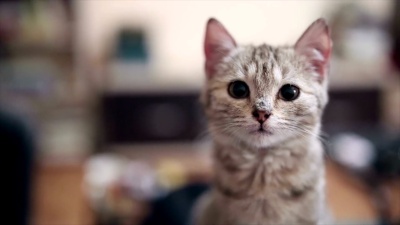 猫咪看着相机