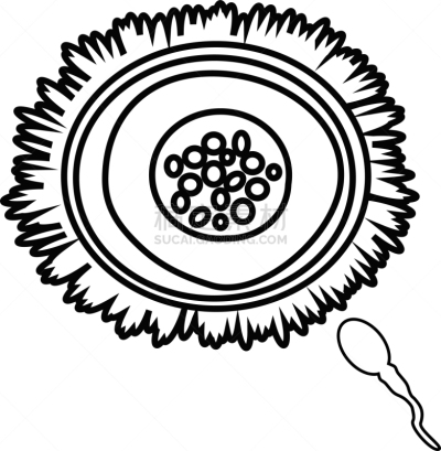 卵子,直的,精子,黑色,草图,卵巢,家庭,人,轮廓,剪影