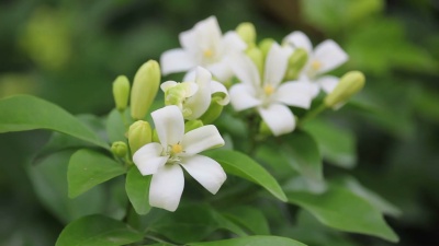 橙色茉莉花