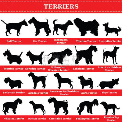 梗犬,矢量,可爱的,纯种犬,背景分离,纺织品,美国斯塔福德犬,狗,站