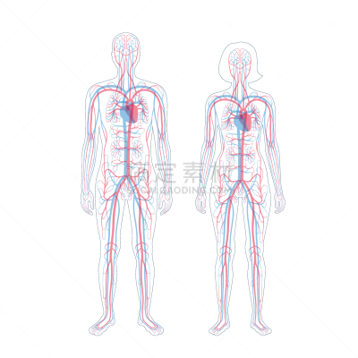 心血管系统,健康保健,科学,男人,女人,主动脉,成年的,流动,站