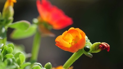花开放时间
