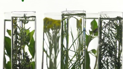 韭菜，茴香，百里香，罗勒，咖喱和薄荷在试管中
