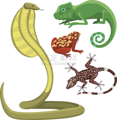 动物,两栖纲,爬行纲,色彩鲜艳,分离着色,可爱的,白色,宠物,鸡尾酒,自然