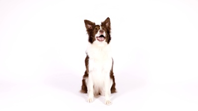 边境牧羊犬坐在她的后腿上乞讨