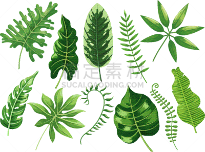 鸡尾酒,叶子,热带气候,复叶,华丽的,干酪藤,植物群,Calathea,花,剪影