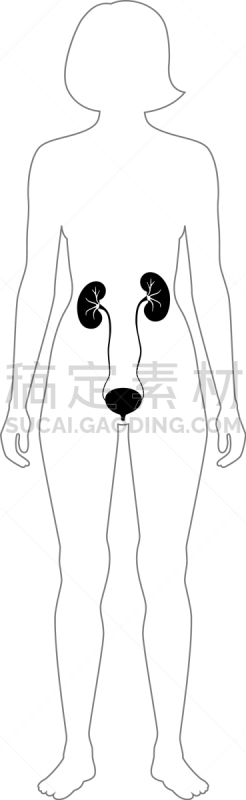 肾脏,生物学,健康保健,门诊部,模板,女人,透析过滤器,顺序,科学