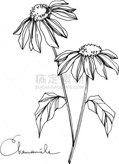 植物学,黑色,甘菊,铅笔,壁纸,植物群,春天,花,剪影