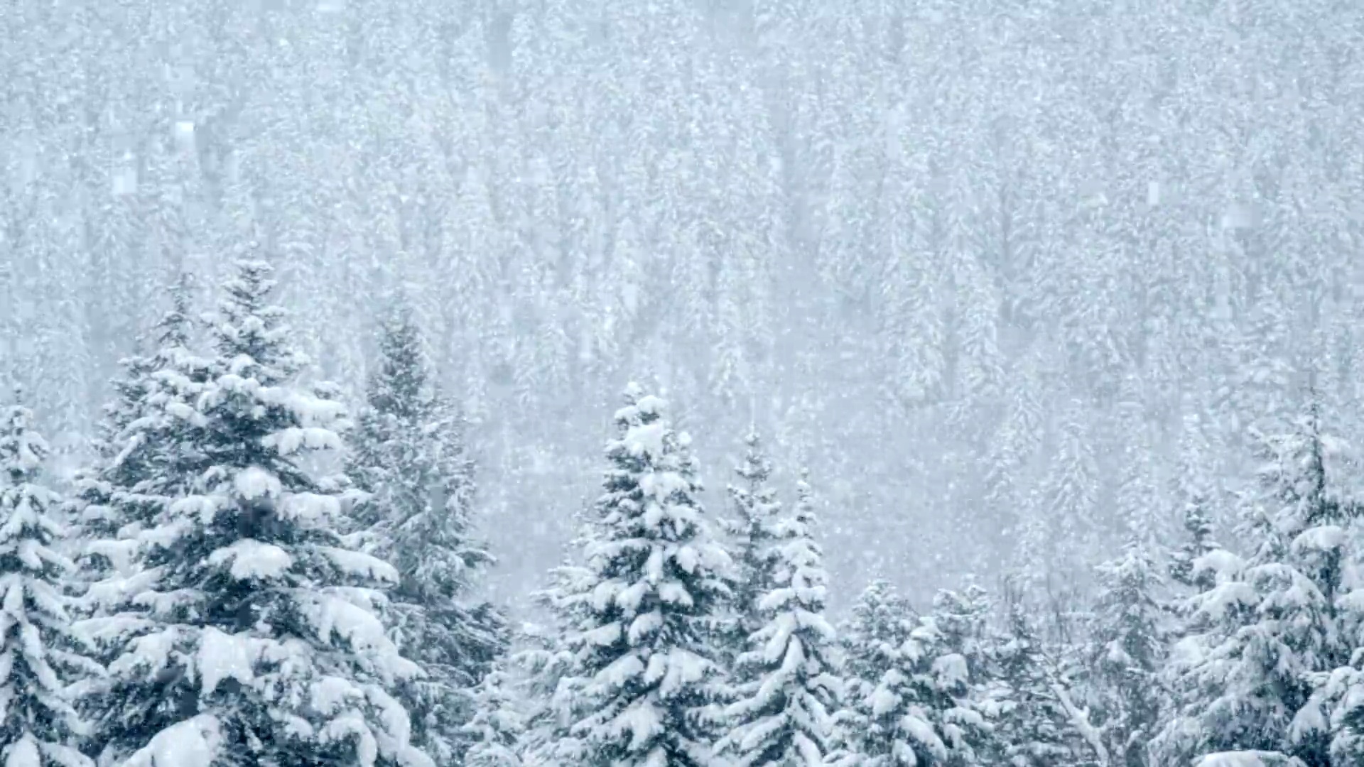 雪下美丽的松树，可循环