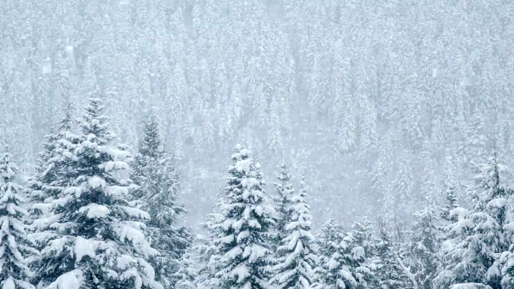 狂风暴雪的冬季插画图片下载-正版图片400804204-摄图网