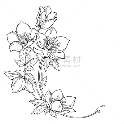 圆形,轮廓,冬天,菟葵,花蕾,叶子,花束,矢量,黑色,角落