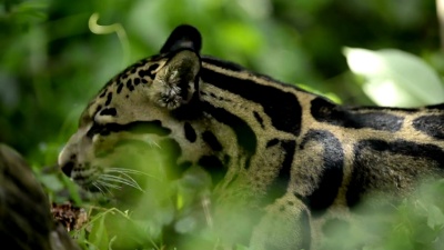 云豹(Neofelis Nebulosa)