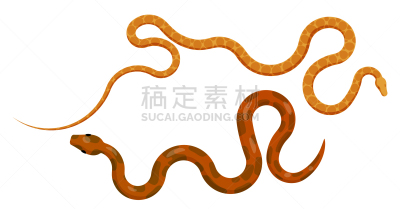红色,巨蟒,橙色,视角,顶部,分离着色,自然,动物园,野生动物,图像