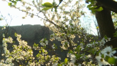 高清推车 日落时分的梅花树