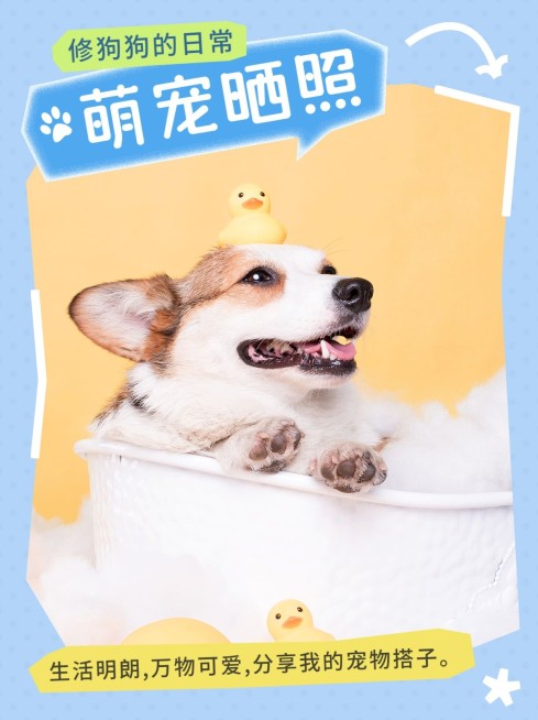 宠物晒图晒照小红书封面预览效果