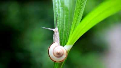 蜗牛
