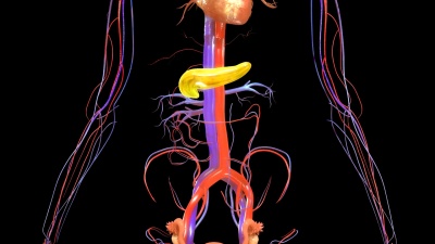 胰腺