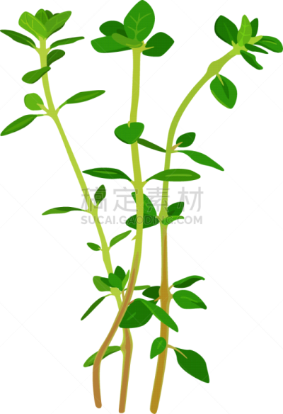 清新,绘画插图,草本,百里香,茶,蔬菜,菜园,食品,简单,成分