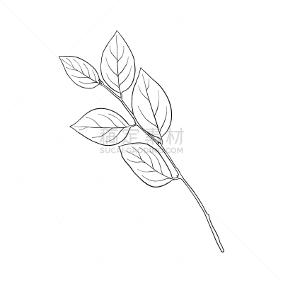 drawing branch