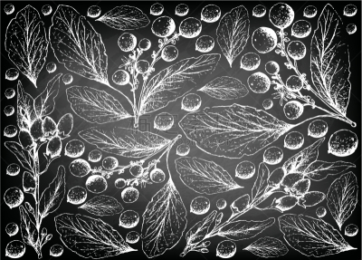 水果,浆果,灰,忍冬,矢量,食品,图像,花楸浆果,枸杞,绘制